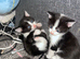 Beautiful loving kittens