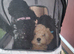 Last 2- Beautiful F1B Cavapoo Puppies-Extensively health tested