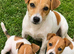 Beautiful Jack Russell pups