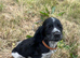 Show type cocker spaniel puppies
