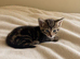 Handsome marbled tabby male kitten – available to reserve