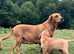 Gorgeous Fox Red Labradors