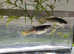 Snakeskin Guppy ( 1 male + 1 female ), Fast delivery to mainland UK.  Pick up in Croydon.