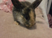 Baby mini lops available from end of May