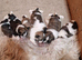Pure bred shih tzu puppies here in Cardiff