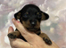 miniature dashound puppies