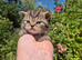 STUNNING TABBY BSH- MUM IMPORTED FROM FRANCE