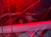 Pygmy dormice For Sale