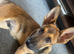 6 1/2 Month male puppy