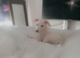 Saluki x Dalmatian