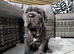 2 Neapolitan mastiff puppies Dori & dozer