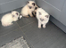 Ragdoll kittens