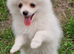 Fully Vacinated Girl Pomeranian Puppy adult weight 3 to 4 kilos. leaves with Pedigree, crate, bed,, training pads, food. Treats, toy, collar and lead.