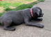 Blue KC registered Staffordshire bull terrier girls