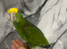 Hand-Rearing Baby Friendly Super Tame Cuddly Yellow Crown Amazon Parrot,30