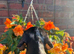 Beautiful silver dapple dachshund