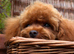 Stunning Asian Poodle Boy ️