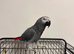 Female