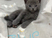 Grey kittens