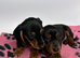 2 gorgeous miniature dachshund puppies