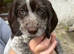 Beautiful sprointer pups price from £700 each!!