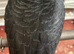 Hand reared blue & gold macaw