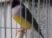 1 male Goldian finch