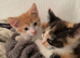 Kittens for sale