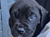 Cane corso puppies