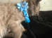 Ragdoll pure bred kitties Rare mink chocolate seal & seal point
