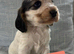 Show Cocker Spaniel Puppies