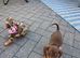 Dachshund puppies
