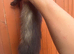 Young angora ferrets for sale