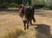 Beautiful Shetland mare