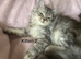 3 Stunning Kittens