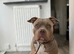 AMERICAN POCKET BULLY - 7 Females 3 Males