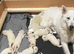 WORLD CHAMPION BLOODLINES KC WHITE SWISS SHEPHERD PUPPIES