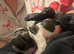Beautiful litter of springer spaniels
