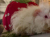 Adorable cute and fluffy baby girl and boy piggies for sale