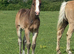Bay roan Quarter Horse filly