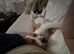 Playful loving Male Beagle for Adoption