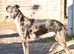 Beautiful Lurcher puppies