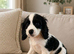 ** RARE COLOURED DNA CLEAR CAVAPOO PUPPIES **