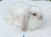 Pure bred mini lop baby rabbit.