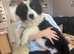12 wk old border collie male puppy