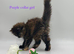 Maine coon kitten