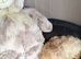 Miniature poodle