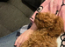 Red cavapoo girl puppy