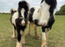 Barney beautiful cob colt very well marked