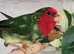 Proven pair of redfaced parrot finch £130